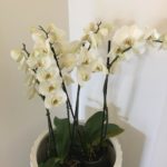 Hudplejeklinik Farum, hvid plante